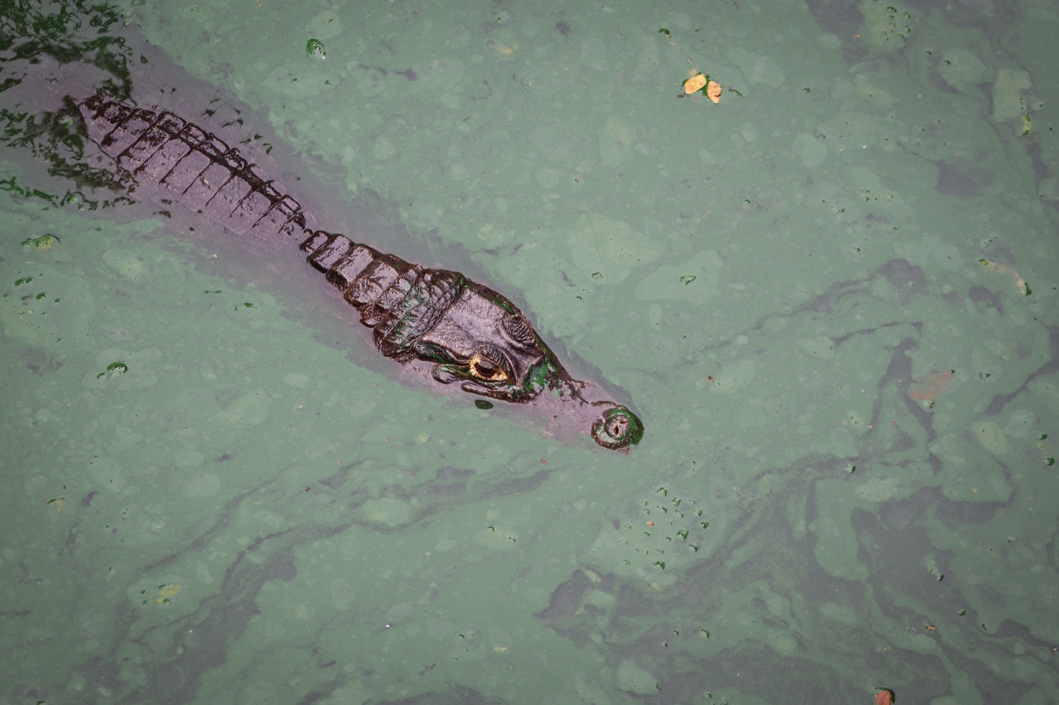 Foto caimán aguas de Cispatá